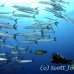 barracuda_blackfin_ycor_h_0047_yap0874.jpg